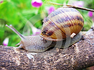 Snail trip