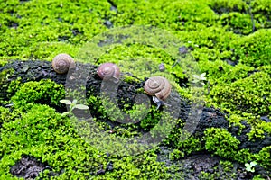 Snail in tropical rain forest