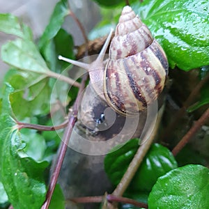 Snail at trunk of tree. Snails are herbivorous, carnivorous, omnivorous, and detritivorous photo