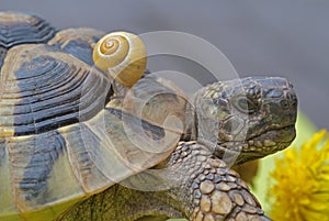 Snail and turtoise