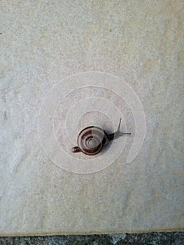 A snail with two antennae and a cyclone patterned shell.