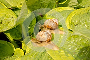 Snail
