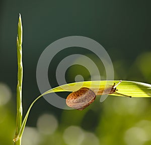 Snail under grass leaf