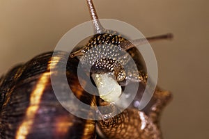 Snail is a unique living creature that is protected by a shell and can live not only in the wild, but also at home.