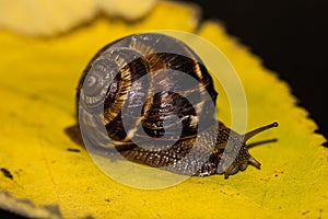 Snail is a unique living creature that is protected by a shell and can live not only in the wild, but also at home.