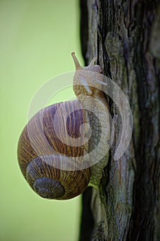 Snail on vacation.