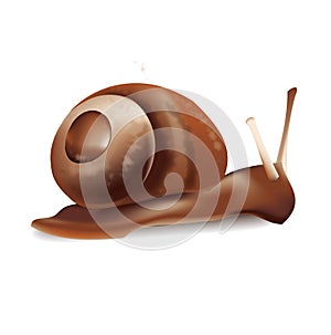 Snail vector illustration