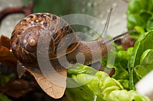 snail in a vivarium with salad leaves