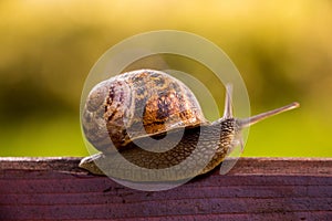 Snail waiting for a miracle.