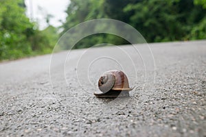 Snail , walk the road ,