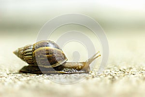 Snail walking on