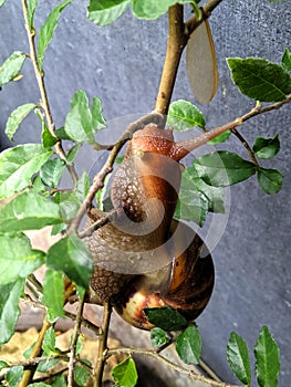 A snail walking along a tree branch