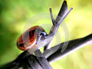 snail walking on barb