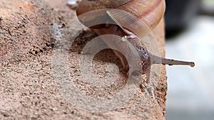 Snail walking on clay bricks
