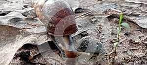 a snail is walking on a dry leaf