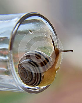 Snail  walking on the edge of the glass