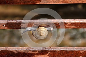 Snail walking on the fence