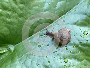 Snail walking on fresh green leaves with drop dew after rain