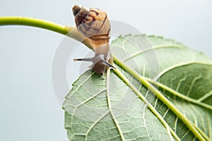 A snail walking on a green leaf.