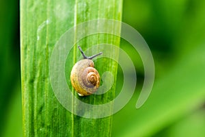 Snail walking on green leaf