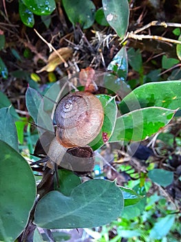 a snail walking on a leaf