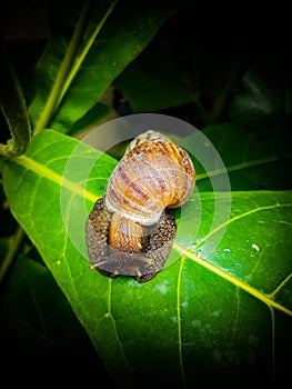 a snail walking on a leaf