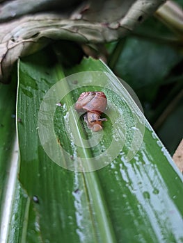 a snail walking on a leaf