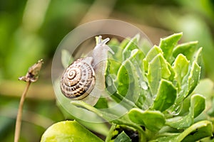 Snail on leaf photo