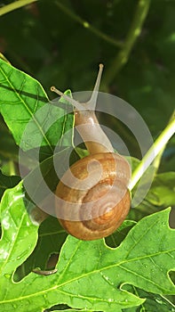 Snail walking on the leaves of the papaya tree