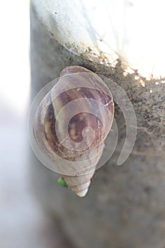 a walking snail