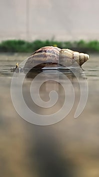 Snail walking in water on concrete floor after rain