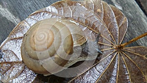 Snail walking on wet leaf after the rain