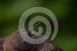 Nature's Journey: Snail on Wood Texture with Green Background