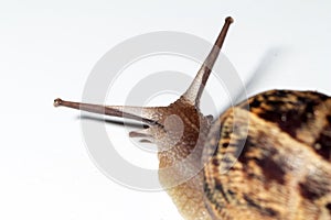 Snail walks slowly