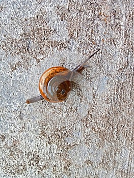 Snail walks very slowly on walls