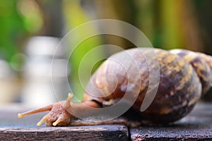 Snail walks on a wooden plate