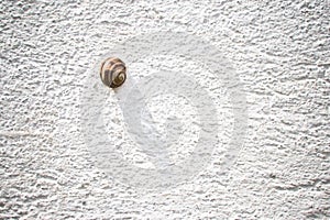 Snail on a wall