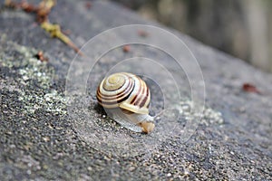 A snail on a wall