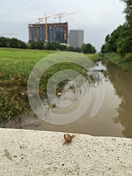 Snail on the wall over flooded bayou photo