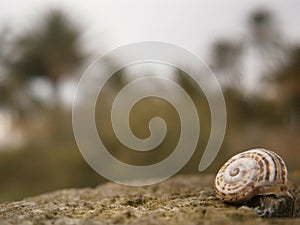 Snail wallpaper blur background