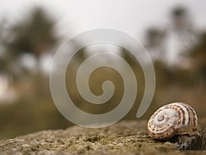 Snail wallpaper blur background photo