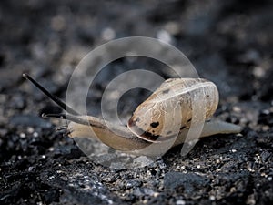 Snail wandering on the asphalt