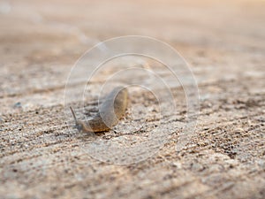 The snail was moving slowly forward on the road