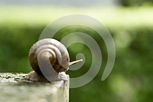 Snail was waving and walk slowly with bokeh background