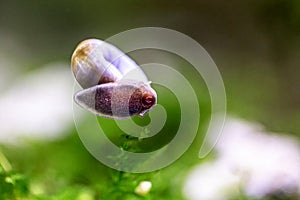Snail in water