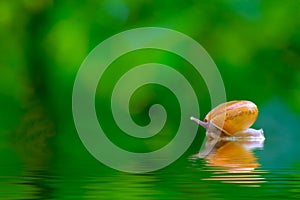 Snail on the water