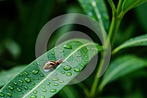 a snail with water drops on ficus leaves