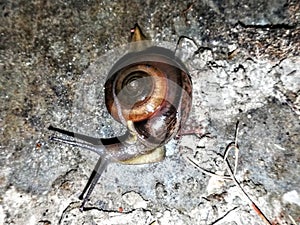 snail water insect keeda ghoga scientific name of the snail is Gastropoda. This is derived from two Greek words meaning