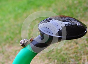 Snail on watering can