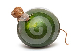 Snail on watermelon. Helix pomatia.